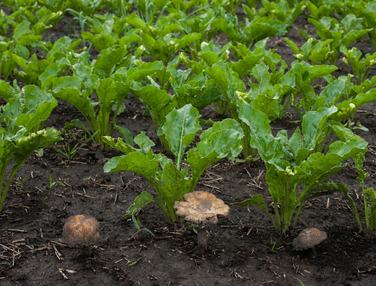 fresh sugar beet leaves in spring and mushrooms fungal, fungicides