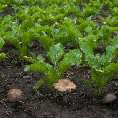 fresh sugar beet leaves in spring and mushrooms fungal, fungicides