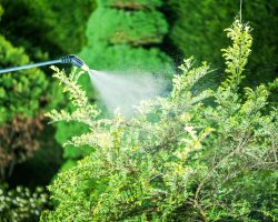 Insecticide in the Garden