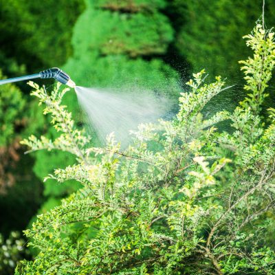 Insecticide in the Garden