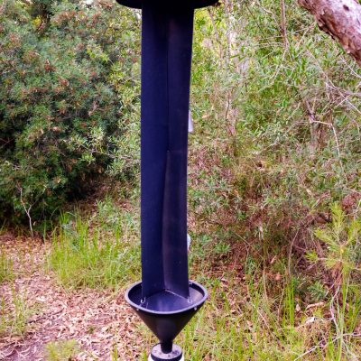 Pheromone trap for invasive insects in a Mediterranean coniferous forest.