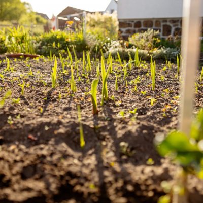 Seedlings growing up from fertile soil in the farmer's garden, morning sun shines. Ecology